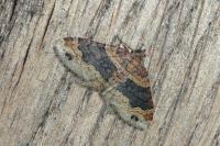 Xanthorhoe ferrugata