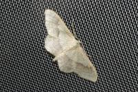 Idaea aversata