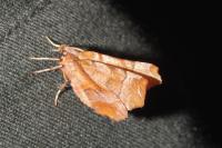 Selenia dentaria