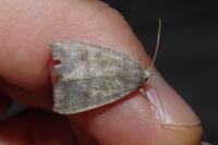 Ipimorpha subtusa