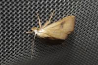 Rivula sericealis
