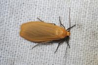 Wittia sororcula