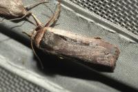 Ochropleura leucogaster