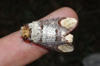 Phalera bucephala