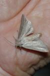 Mythimna pudorina
