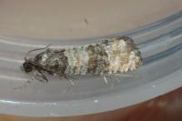 Piniphila bifasciana
