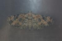 Eupithecia pulchellata