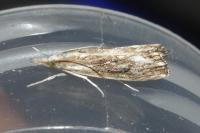 Catoptria verellus