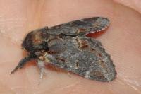 Notodonta dromedarius