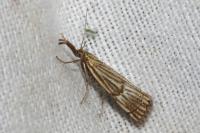 Chrysocrambus linetella