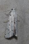 Myelois circumvoluta