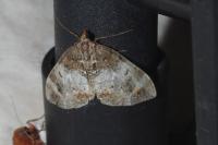 Dysstroma truncata