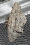 Hypomecis roboraria