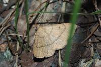 Paracolax tristalis