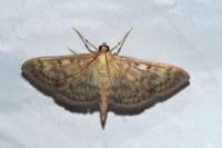 Patania ruralis