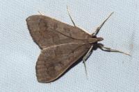 Mecyna asinalis
