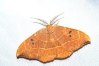 Watsonalla binaria