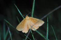 Angerona prunaria