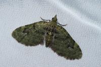 Chloroclystis v-ata