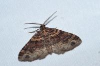 Xanthorhoe ferrugata/spadicearia
