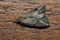 Schrankia costaestrigalis