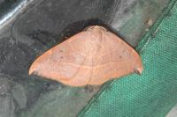 Watsonalla uncinula
