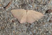 Cyclophora puppillaria