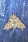 Sideridis turbida