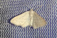 Idaea