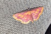 Idaea muricata