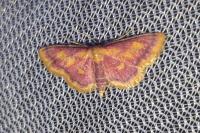 Idaea muricata