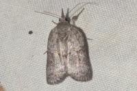 Nycteola columbana