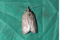 Nycteola columbana