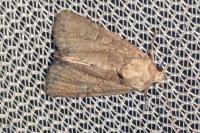Oligia fasciuncula