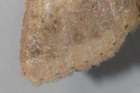 Helicoverpa armigera