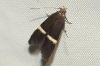 Aproaerema larseniella