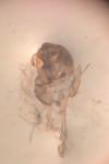 Cilix hispanica
