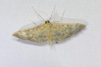 Patania ruralis