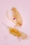 Aproaerema larseniella