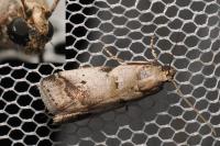 Acrobasis fallouella