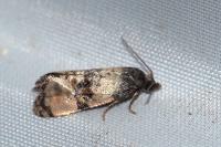 Cochylis atricapitana