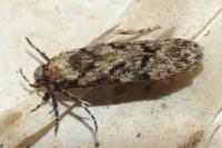 Carpatolechia decorella