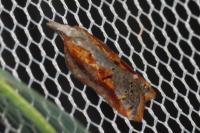 Acleris cristana