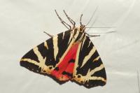 Euplagia quadripunctaria