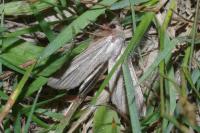 Mythimna pudorina