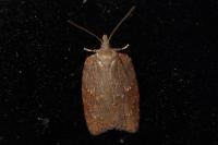 Acleris schalleriana