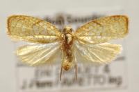 Acleris forsskaleana