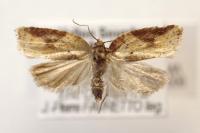 Acleris schalleriana