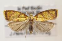 Acleris bergmanniana