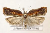 Acleris cristana